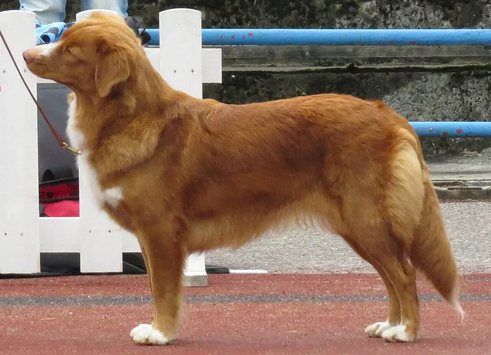Retriever de Nueva Escocia: foto 1