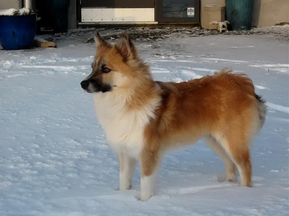 Perro pastor islandés: foto 1