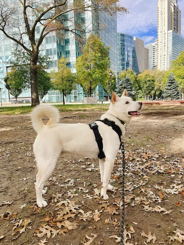 Jindo coreano: foto 1