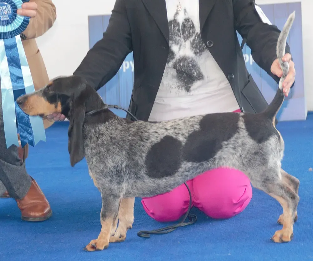Basset azul de Gascuña: foto 1