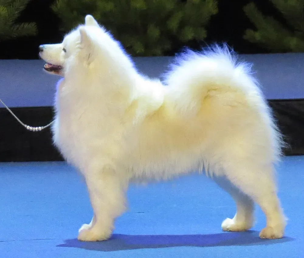 Samoyedo: foto 1