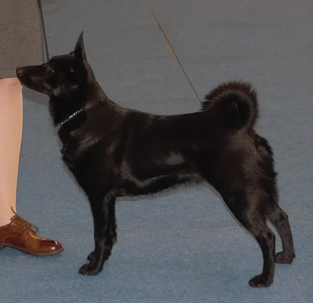 Cazador de alces noruego negro: foto 1