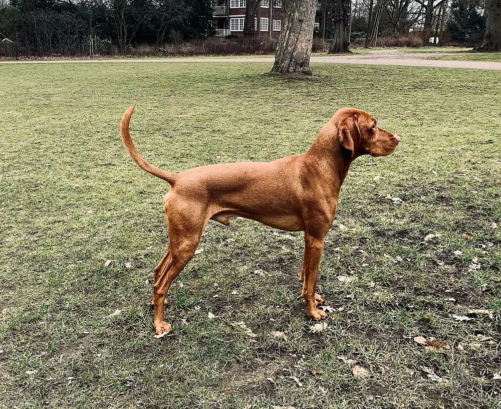Braco húngaro (Vizsla): foto 1