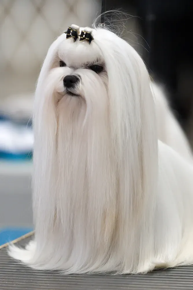 Bichón maltés: foto 1