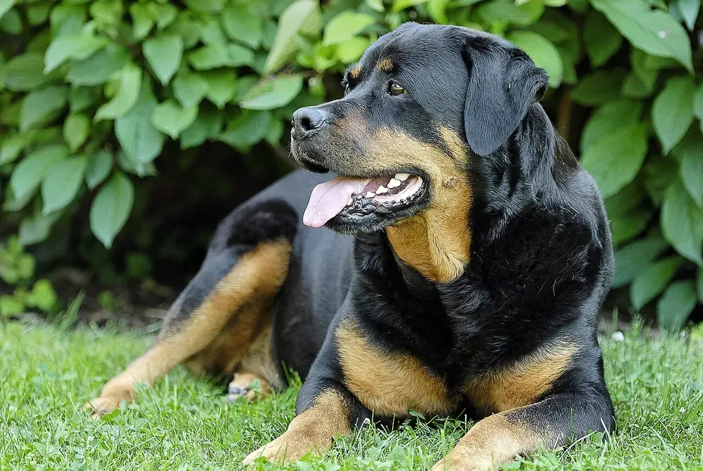 Rottweiler: foto 1