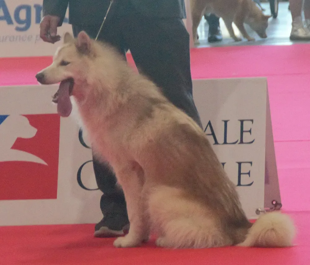 Perro esquimal canadiense: foto 1