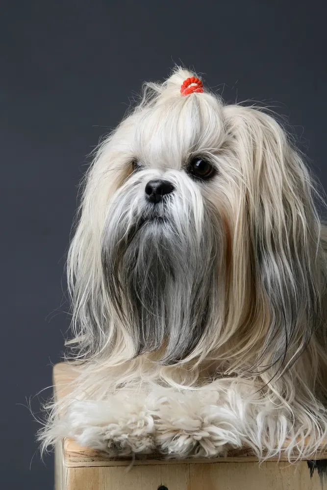 Lhasa apso: foto 1