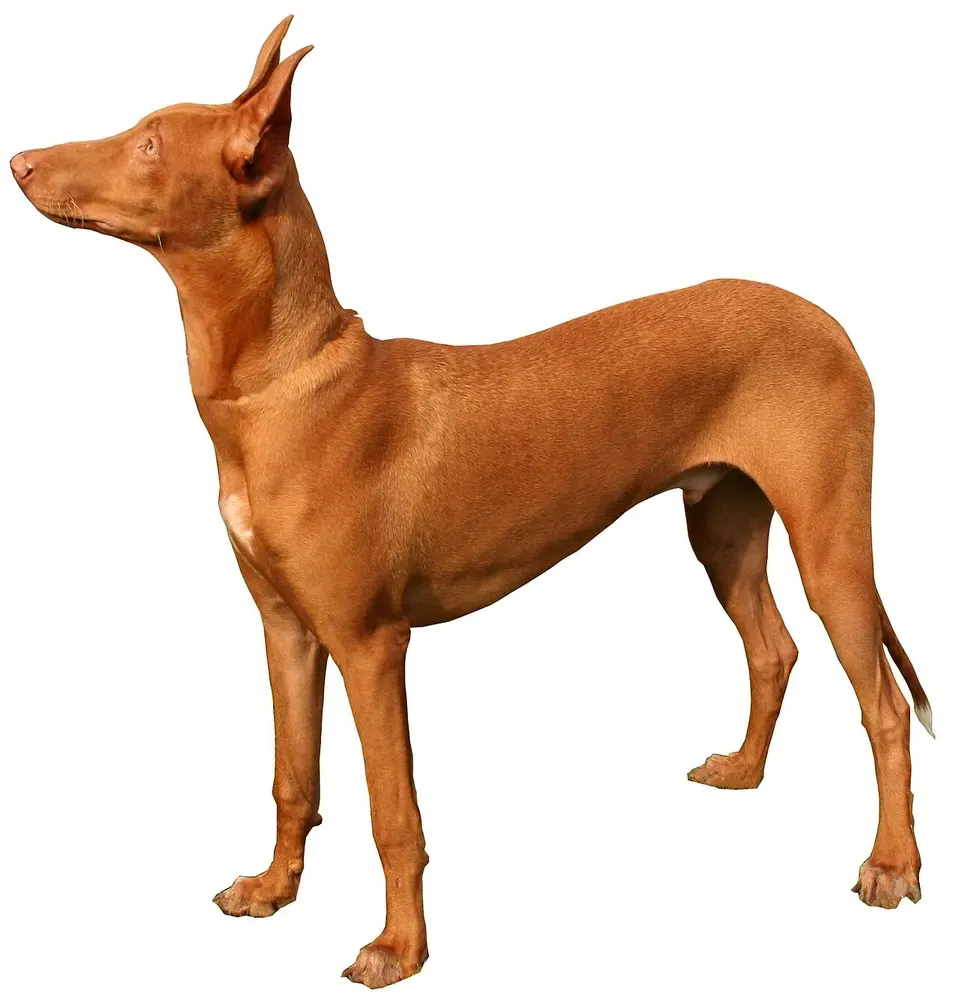 Perro del faraón: foto 1