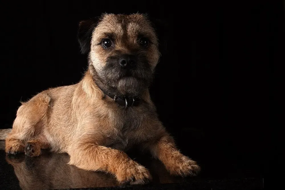 Border terrier: foto 1