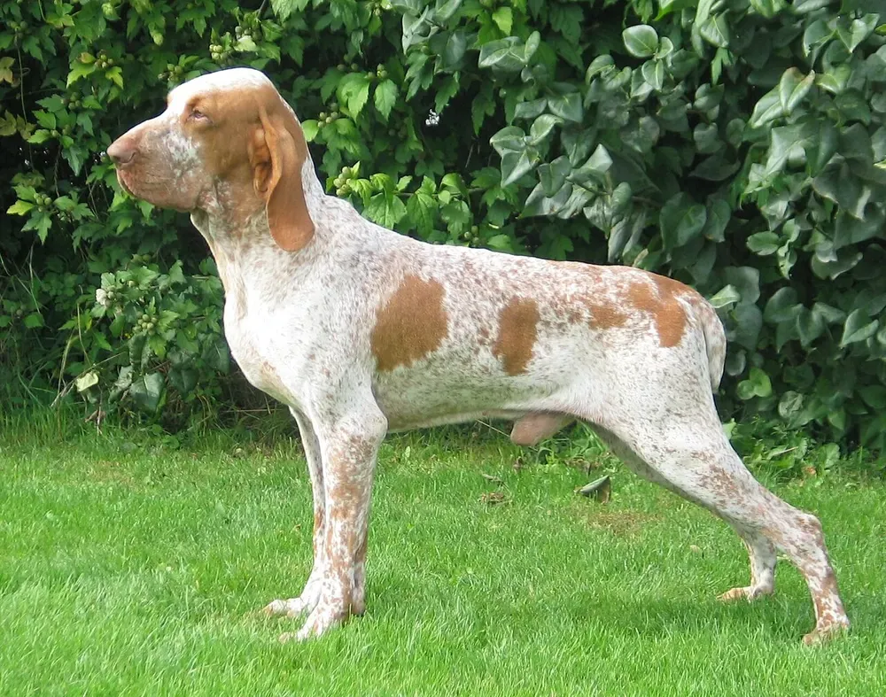 Braco italiano: foto 1