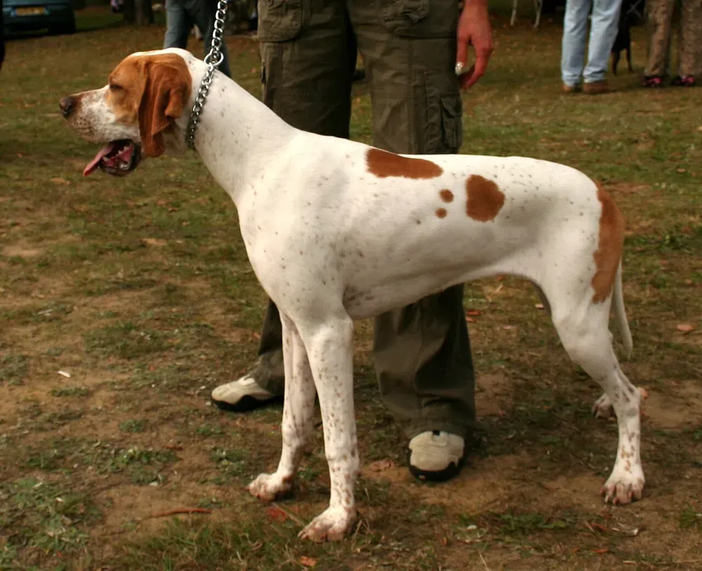 Pointer inglés: foto 1