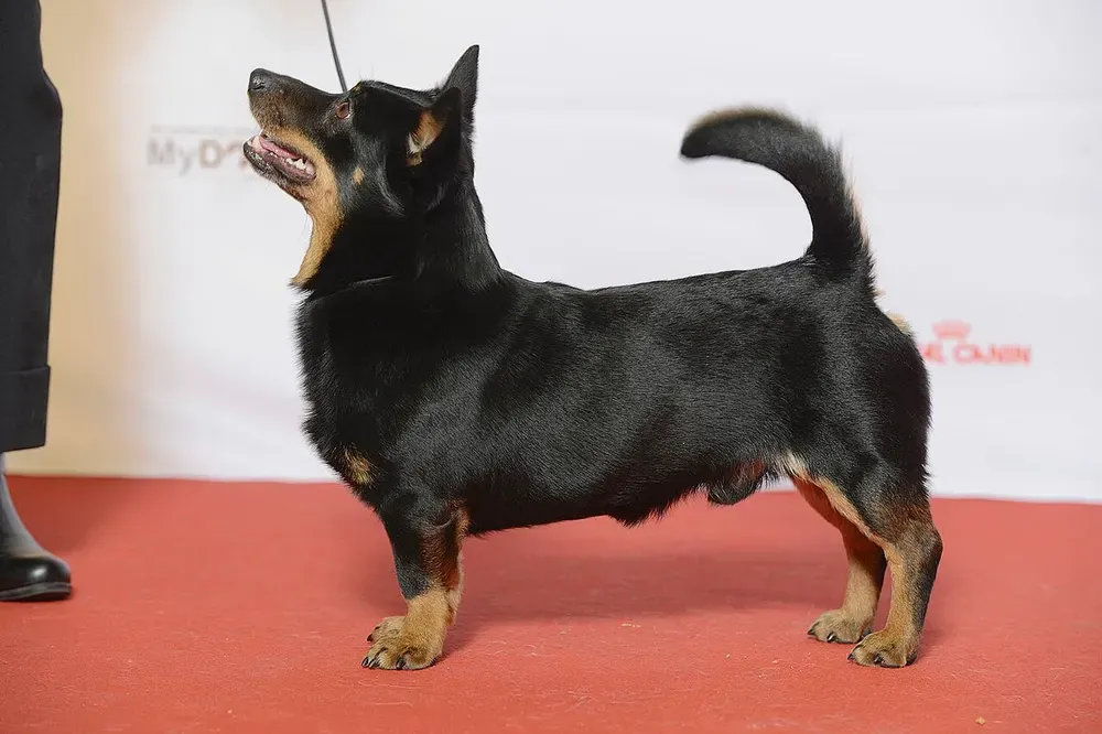Lancashire heeler: foto 1