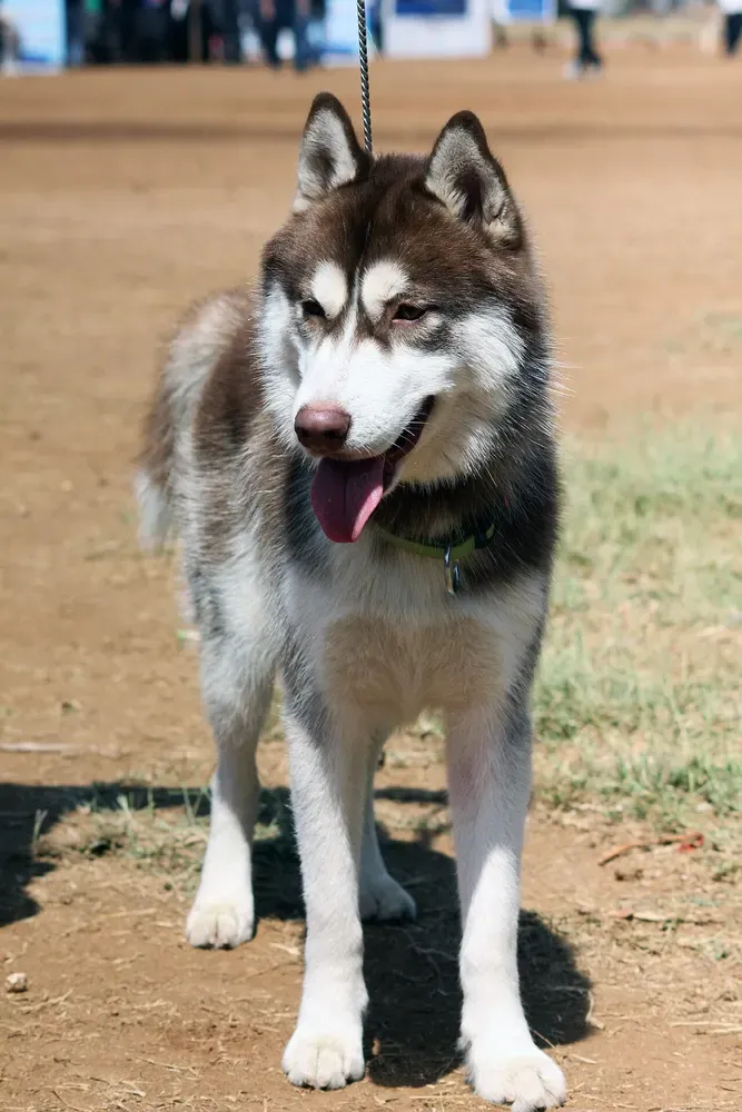 Husky siberiano: foto 1
