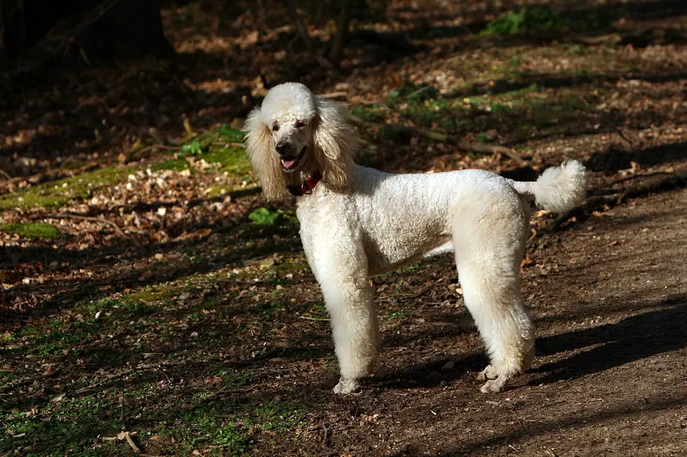 Caniche gigante: foto 1