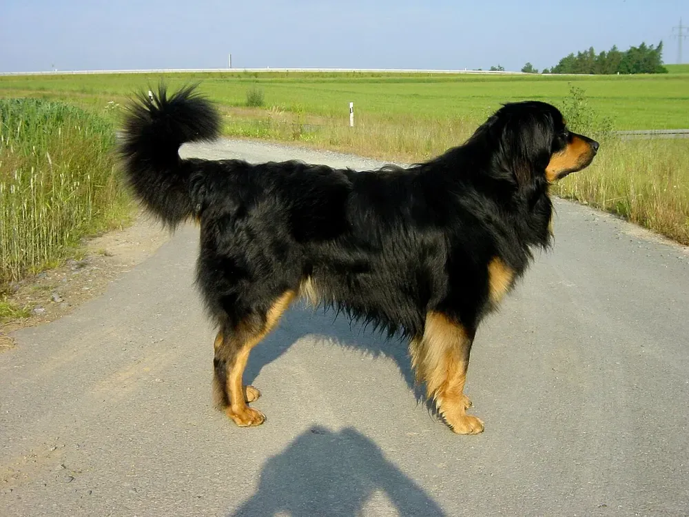 Hovawart: foto 1
