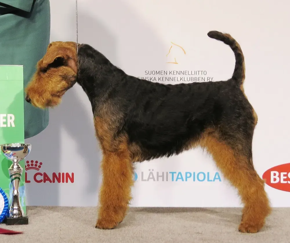 Terrier galés: foto 1