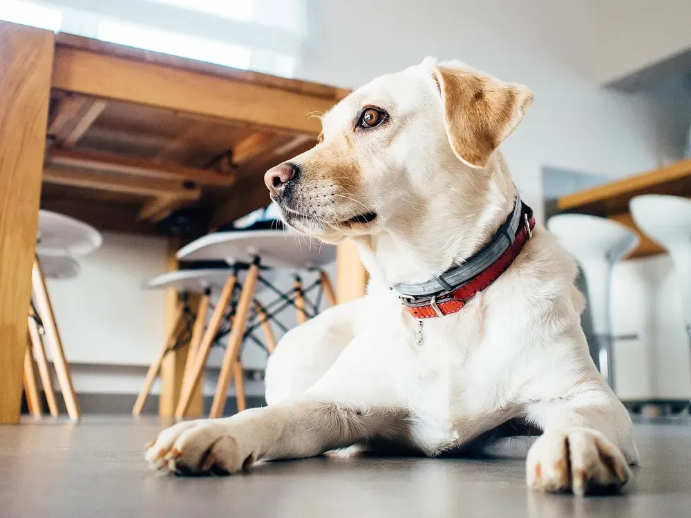 Labrador retriever: foto 1