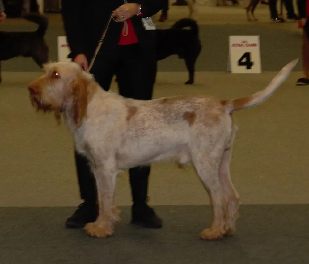 Spinone italiano: foto 1