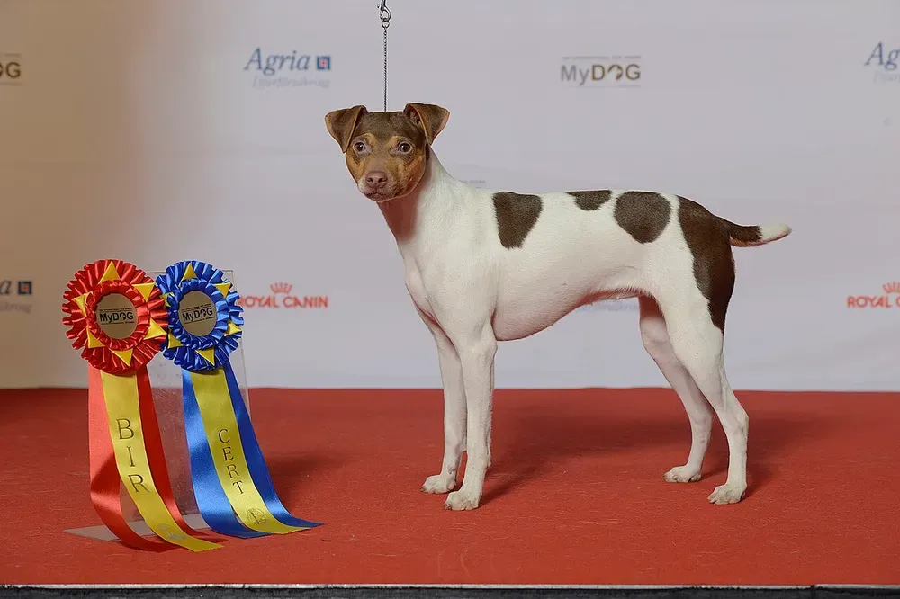 Terrier brasileño: foto 1