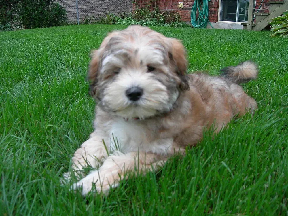 Lhasapoo: foto 1