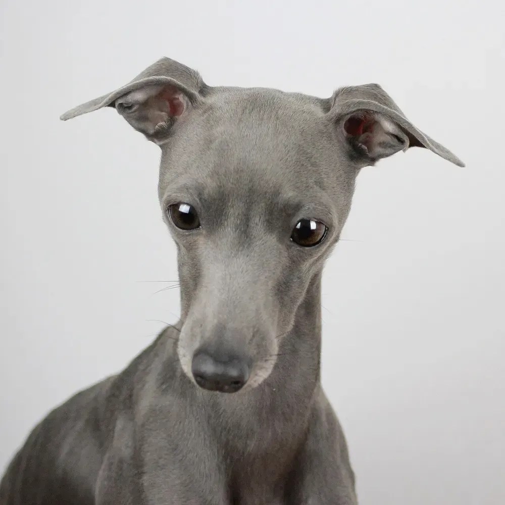 Galgo italiano: foto 1