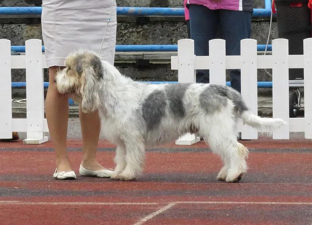 Gran basset grifón vendeano: foto 1