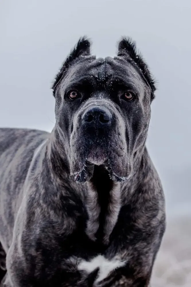 Cane corso: foto 1