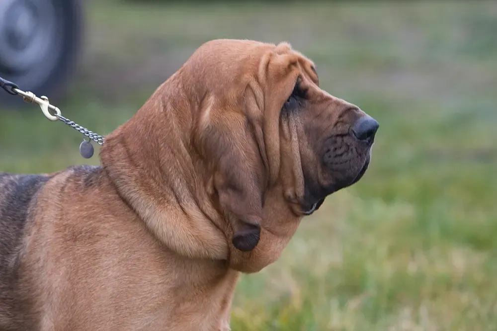 Bloodhound (perro de San Huberto): foto 1