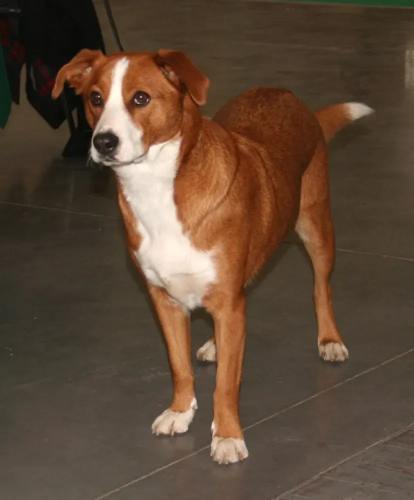 Pinscher austriaco: foto 1