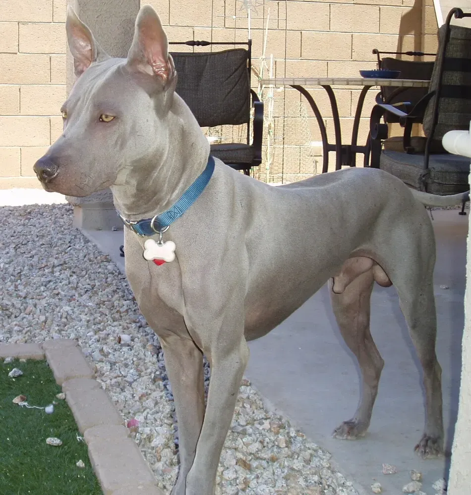 Thai ridgeback: foto 1