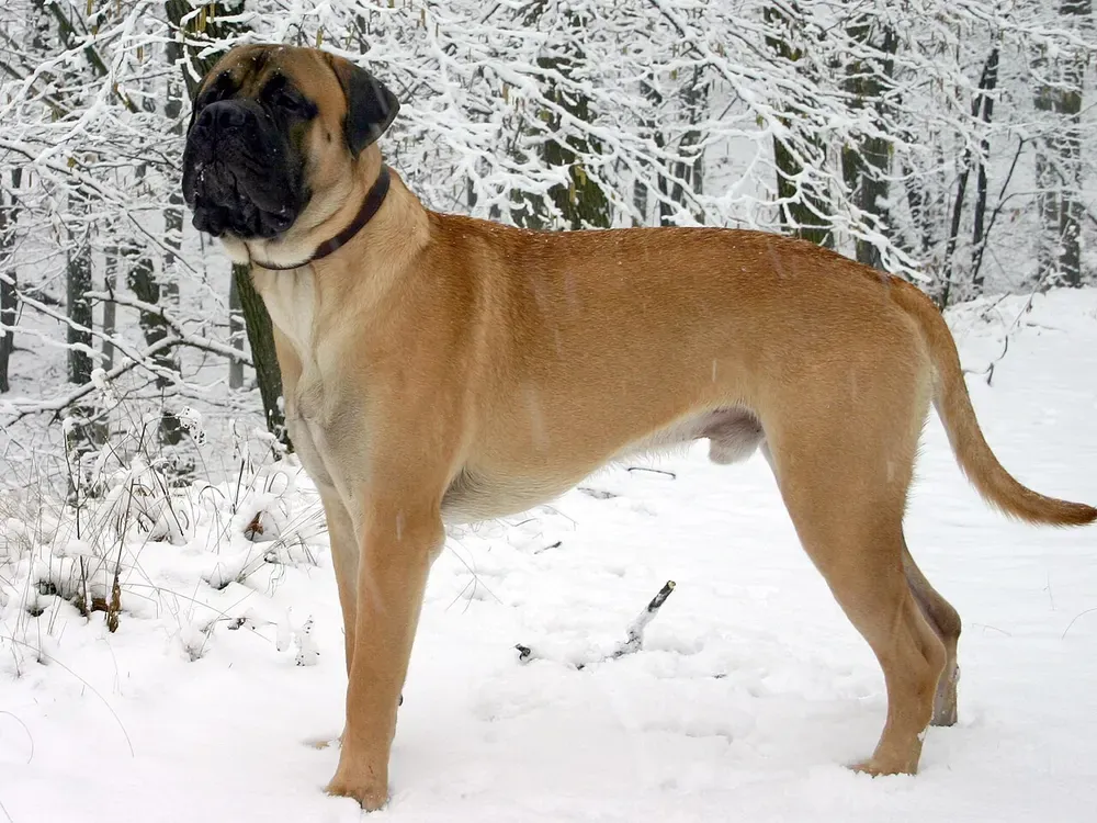 Bullmastiff: foto 1