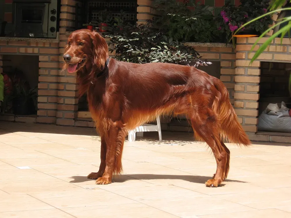 Setter irlandés: foto 1