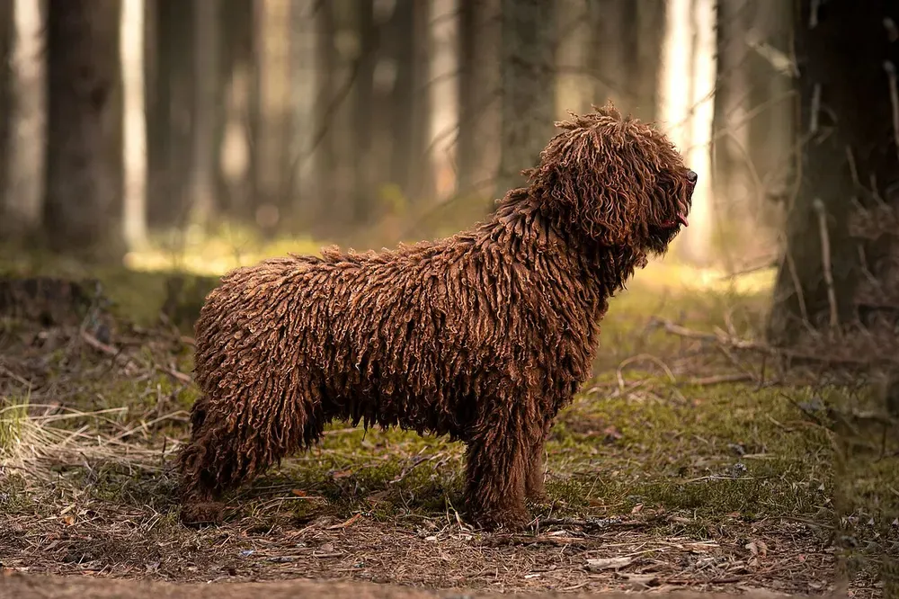 Perro de agua español: foto 1