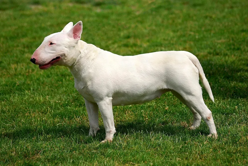 Bull terrier: foto 1