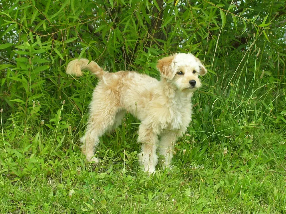 Miniature Goldendoodle: foto 1