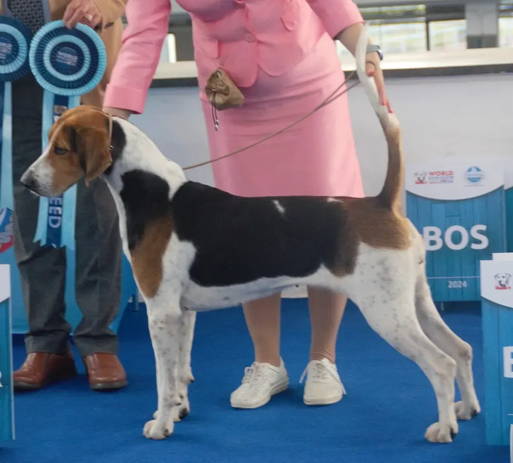 Foxhound inglés: foto 1