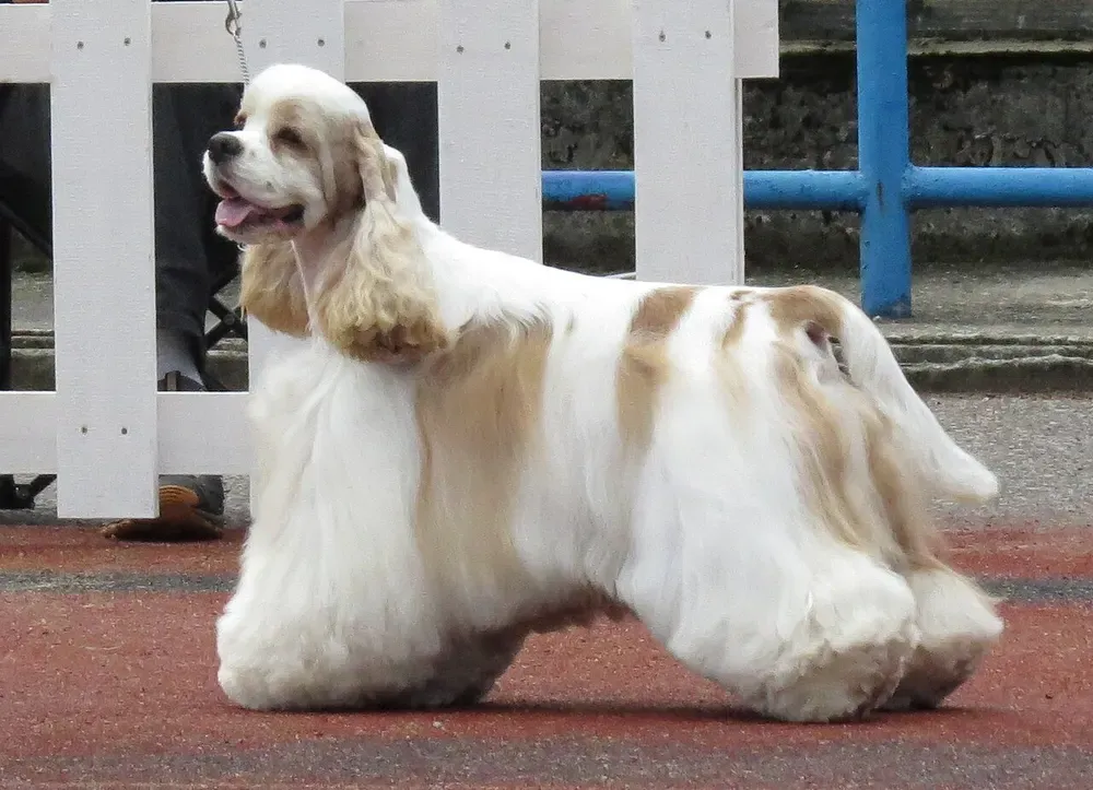 Cocker spaniel americano: foto 1