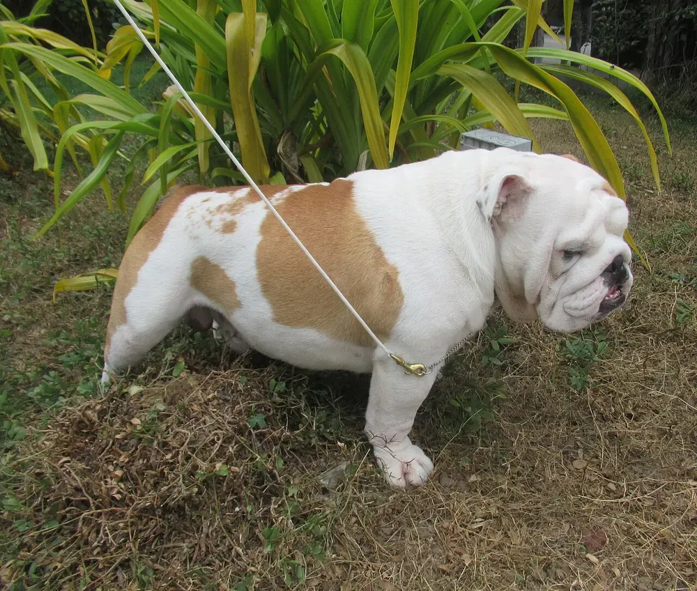 Bulldog inglés: foto 1