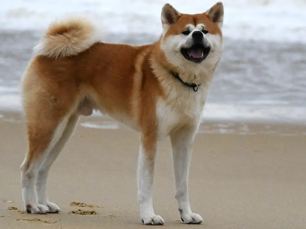 Akita inu: foto 1