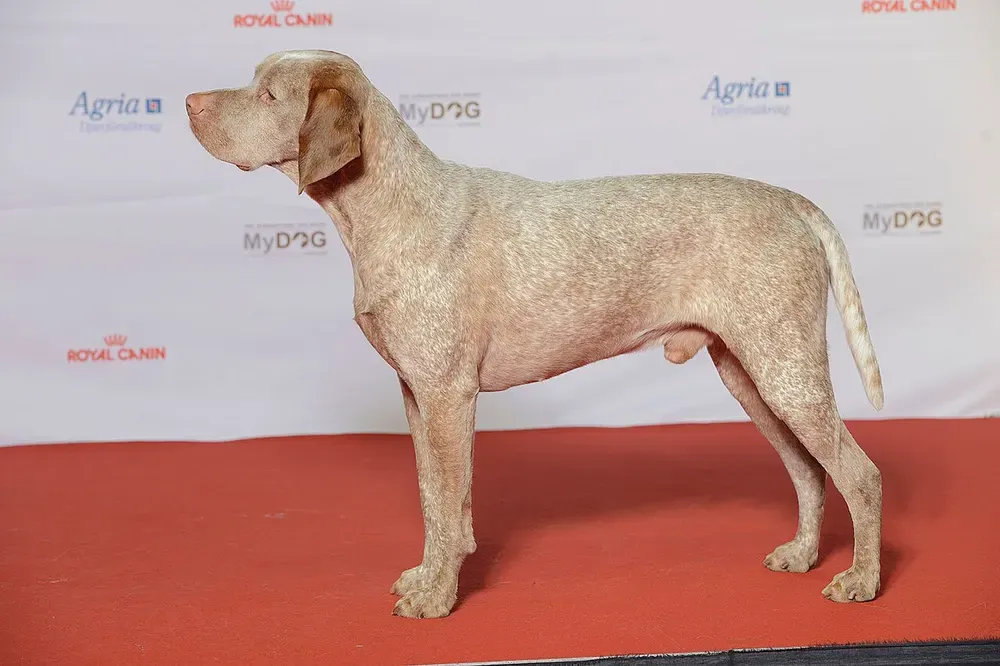 Braco de Borbonés: foto 1