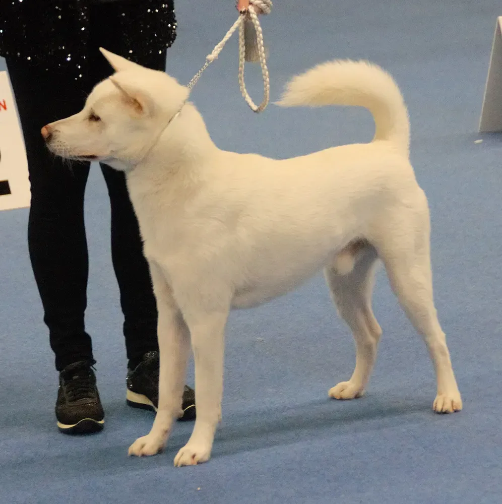 Kishu ken: foto 1