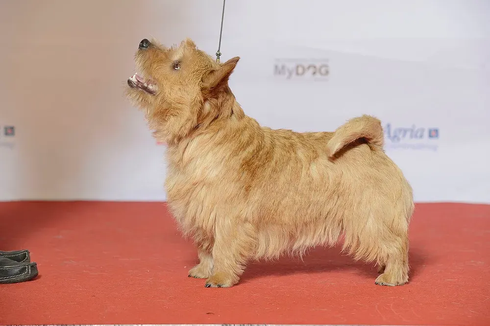 Norwich terrier: foto 1