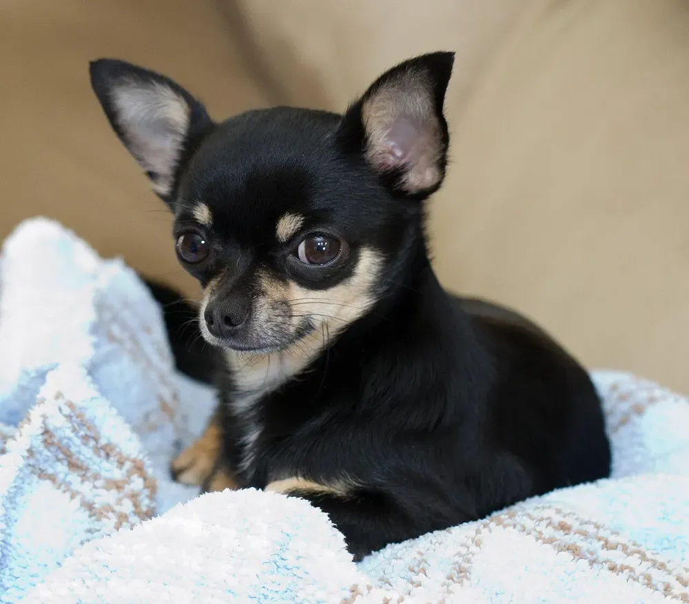 Chihuahua: foto 1