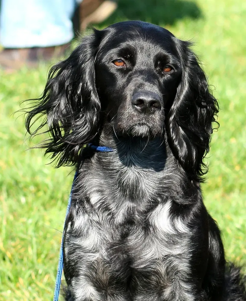 Spaniel azul de Picardía: foto 1