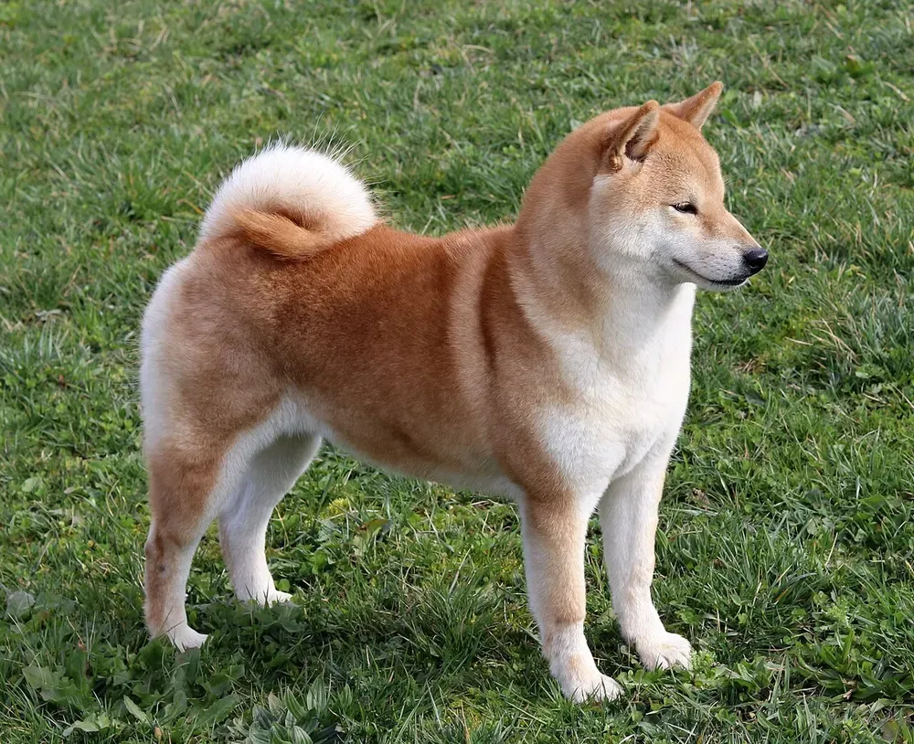 Shiba inu: foto 1