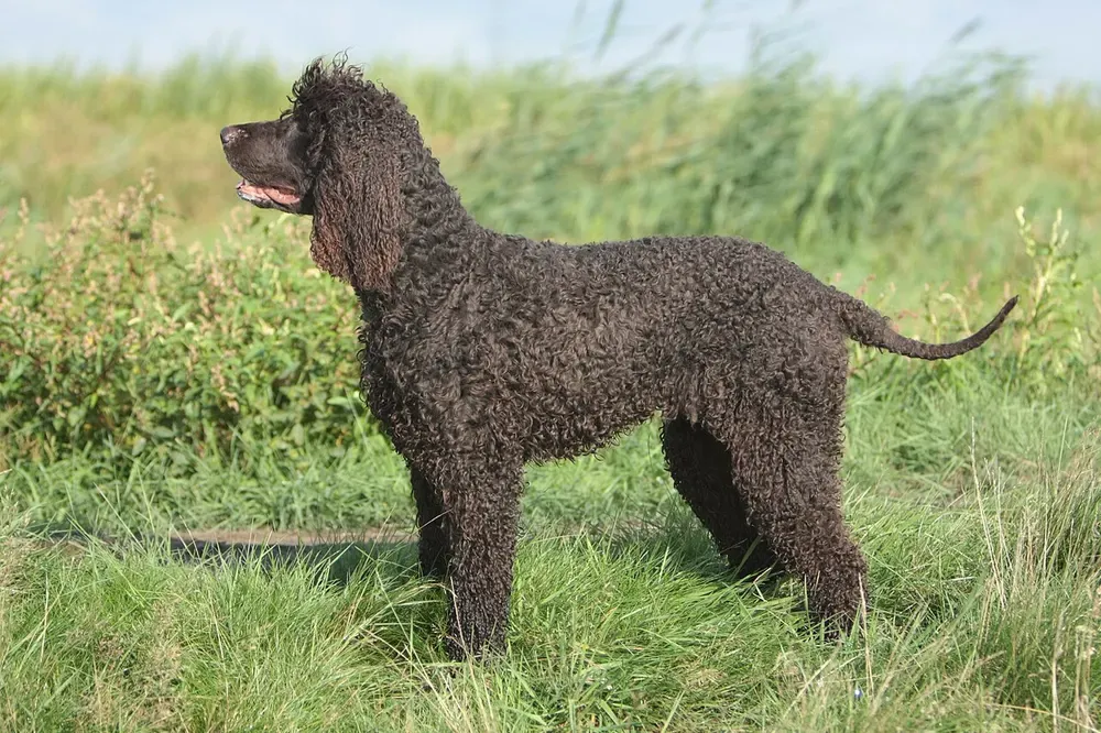 Spaniel de agua irlandés: foto 1