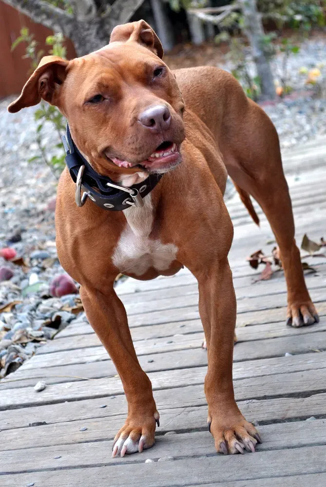 American Pit Bull Terrier: foto 1