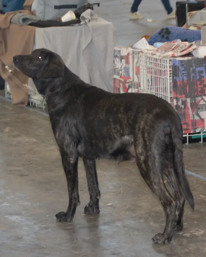 Perro de Castro Laboreiro: foto 1