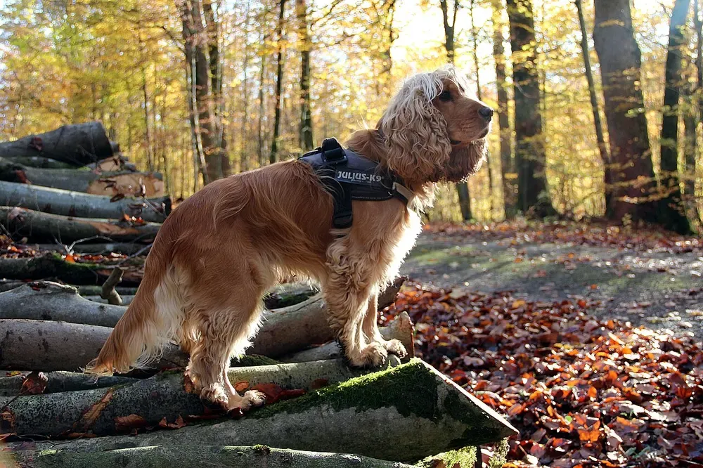 Cocker spaniel inglés: foto 1