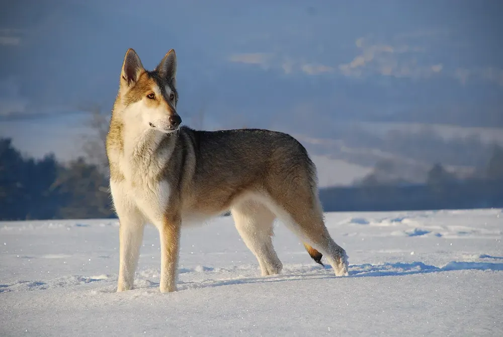 Perro lobo de Saarloos: foto 1